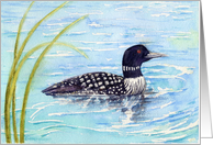 Bird Masculine Loon On Blue Waters Blank card