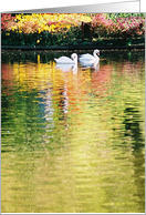 Happy Birthday - Swan Float card