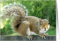 Squirrel -- Blank Card
