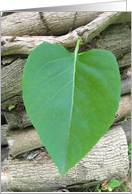 Green Leaf card