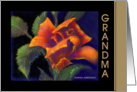Grandma ’Orange Rose’ Birthday Card