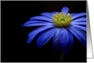 Blue Flower - Blank card