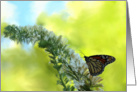 Butterfly on Butterfly Bush card