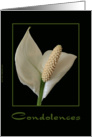 Condolences - Peace Lily card