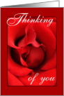 Thinking of you to my Love - Red Rose card