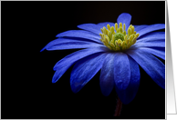 Blue Flower - Blank