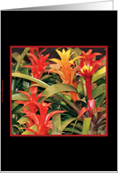 Colorful Garden Notecard card