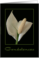 Condolences - Peace Lily card