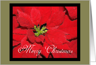 Merry Christmas Poinsettia card