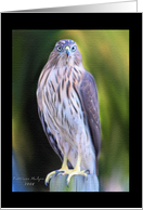 Hawk card