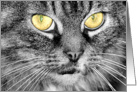 B & W Green-Eyed Cat card