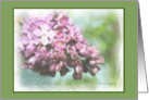 Lilac Notecard card