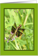 Dragonfly card