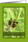 Congratulations - Dragonfly card