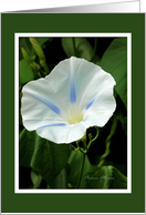 Love & Romance - Morning Glory card