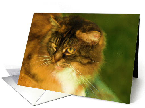 Sympathy - Loss of Cat card (407907)