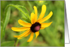 Love for Girlfriend - Black-Eyed Susan card