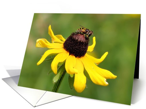 Love for Girlfriend - Black-Eyed Susan & Bee card (620635)