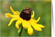 Love for Girlfriend - Black-Eyed Susan & Bee card