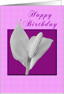 Happy Birthday - Peace Plant card