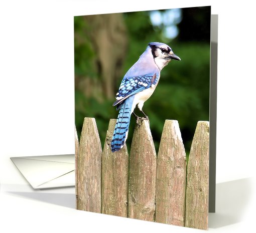 Blank - Blue Jay card (644159)