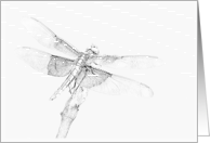 Dragonfly Drawing card