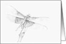 Dragonfly Drawing card