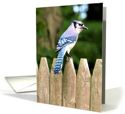 Get Well for Cancer Patient, Blue Jay card (662835)