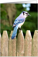 Get Well for Cancer Patient, Blue Jay card