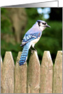 Get Well for Cancer Patient, Blue Jay card