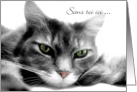 Bored Gray Cat Missing You Chat Gris Vous Manque Card