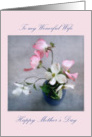 Dogwood Still Life Happy Mother’s Day to a Wonderful Wife card