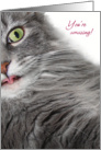 Surprised and Amazed Cute Gray Cat Congratulations Card