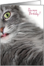 Surprised and Amazed Cute Gray Cat Happy Birthday Card