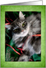 Pretty Gray Kitty Christmas Card with Green Border card