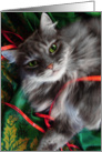 Pretty Gray Kitty Happy Holidays Card
