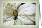 White Poinsettia Christmas Blessings Card