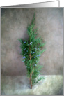 Evergreen Bough with Blue Berries Seasons Greetings Card