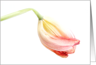 Beautiful Pastel Tulip Bud Happy Easter Card