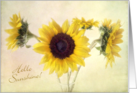 Hello Sunshine Thank You for Your Kindness Sunflowers Card