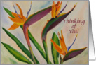 Bird of Paradise - Thinking of You card