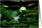 White Water Lilies - Blank Card - Any Occasion card