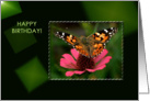 American Painted Lady Butterfly - Blank Card - Birthday card