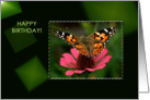 American Painted Lady Butterfly - Blank Card - Birthday card
