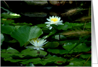 White Water Lilies -...