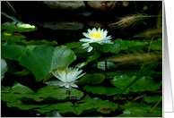 White Water Lilies - Blank Card - Any Occasion card