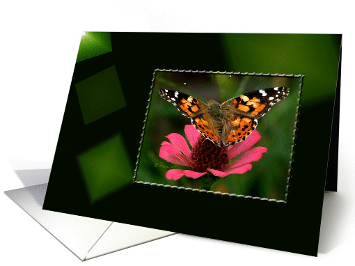 American Painted Lady Butterfly - Blank Card - Any Occasion card