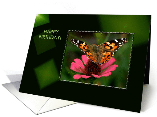 American Painted Lady Butterfly - Blank Card - Birthday card (200328)