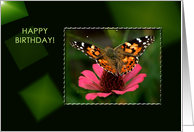 American Painted Lady Butterfly - Blank Card - Birthday card