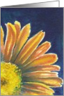 daisy card